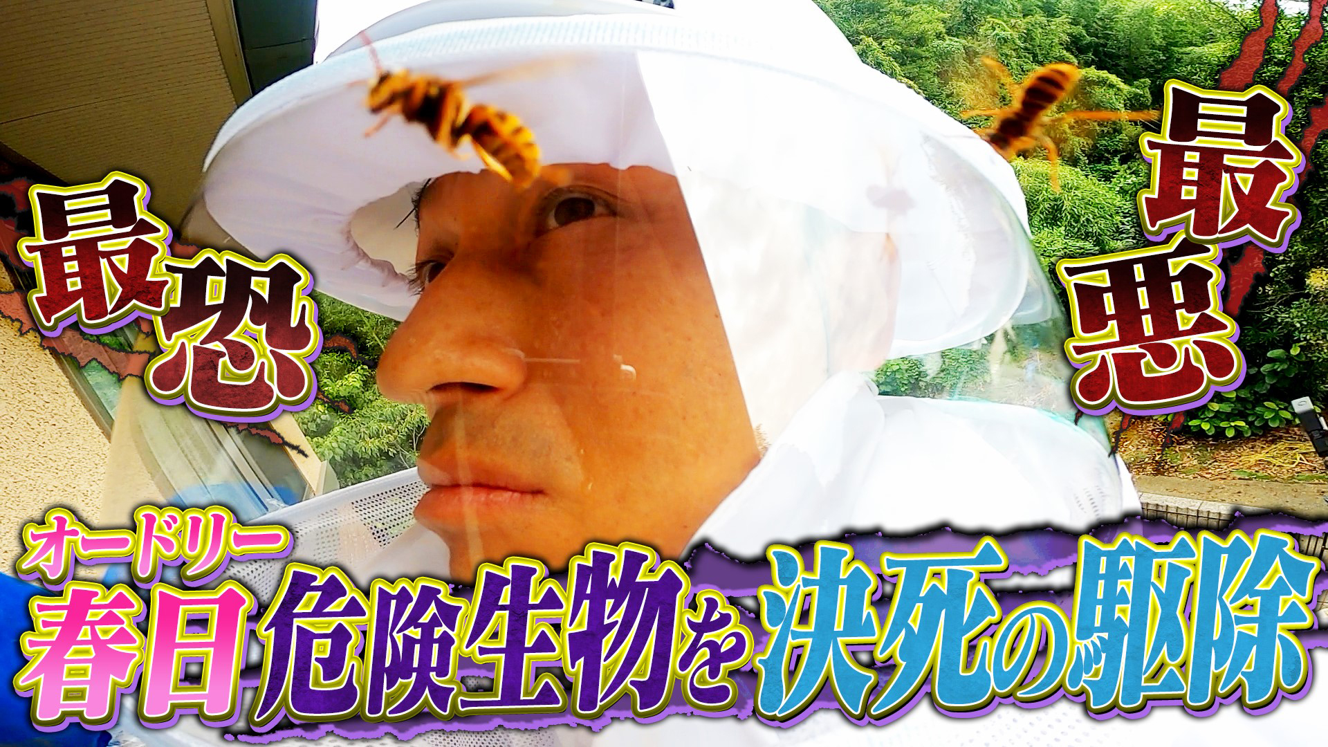 動画 凶暴スズメバチ 巨大猛獣vs日本no 1スゴ腕 危険生物バスターズ２ 迷惑生物から住民を守れ 凄腕 危険生物バスターズ２ 9月18日 日 ネットもテレ東