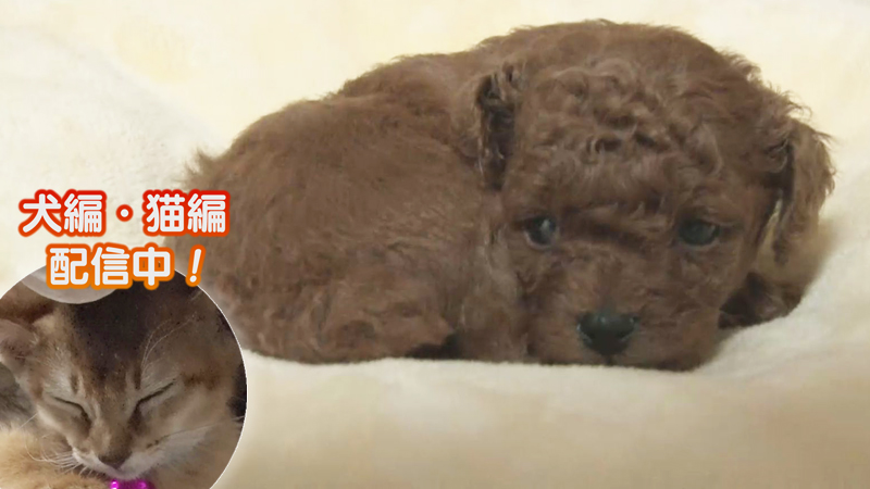 大変だけど超カワイイ！！犬20匹の大家族に密着！：どうぶつ