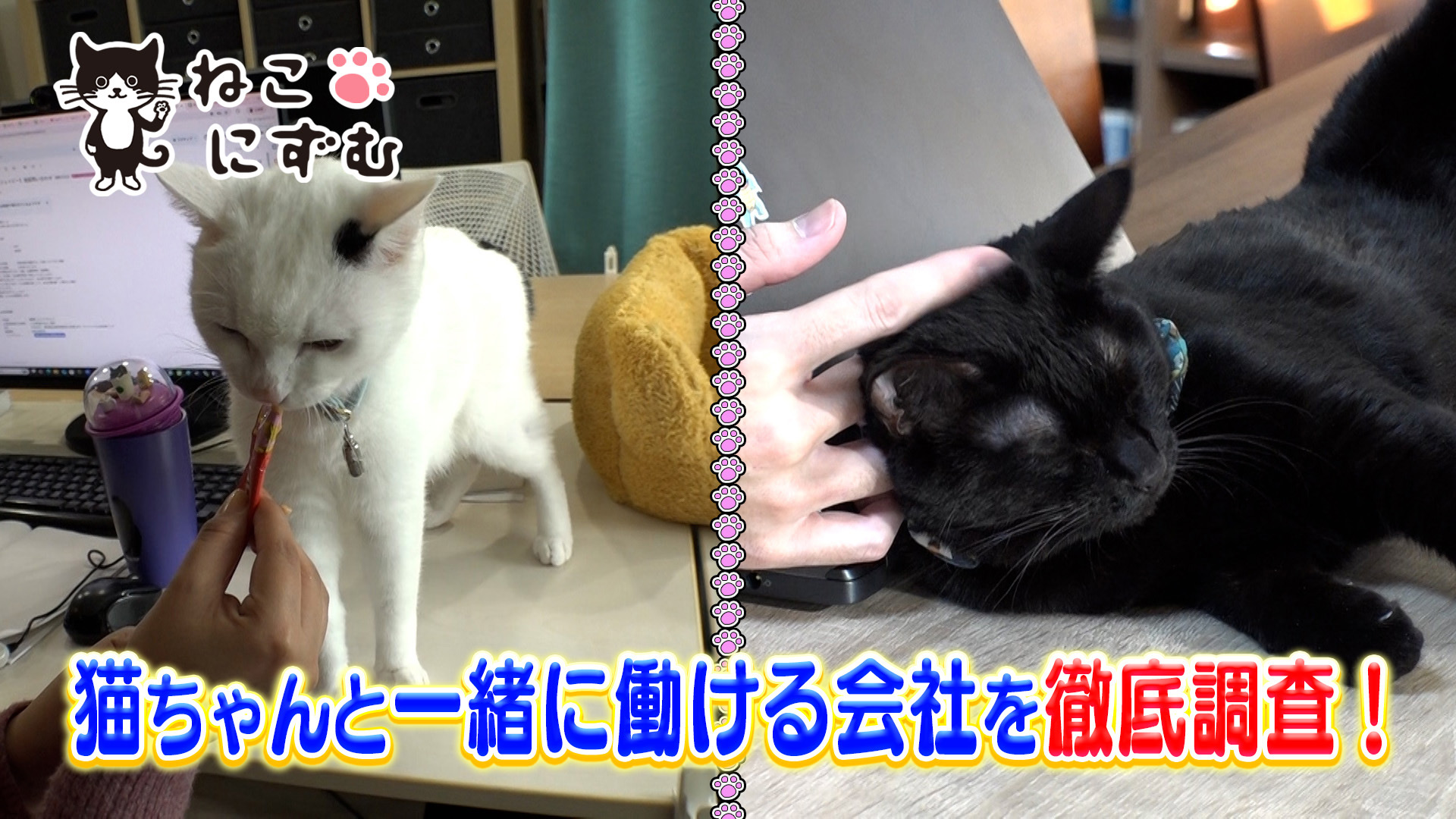 BSテレ東開局25周年記念 BSキャッ東生放送！“ねこにずむ”が猫