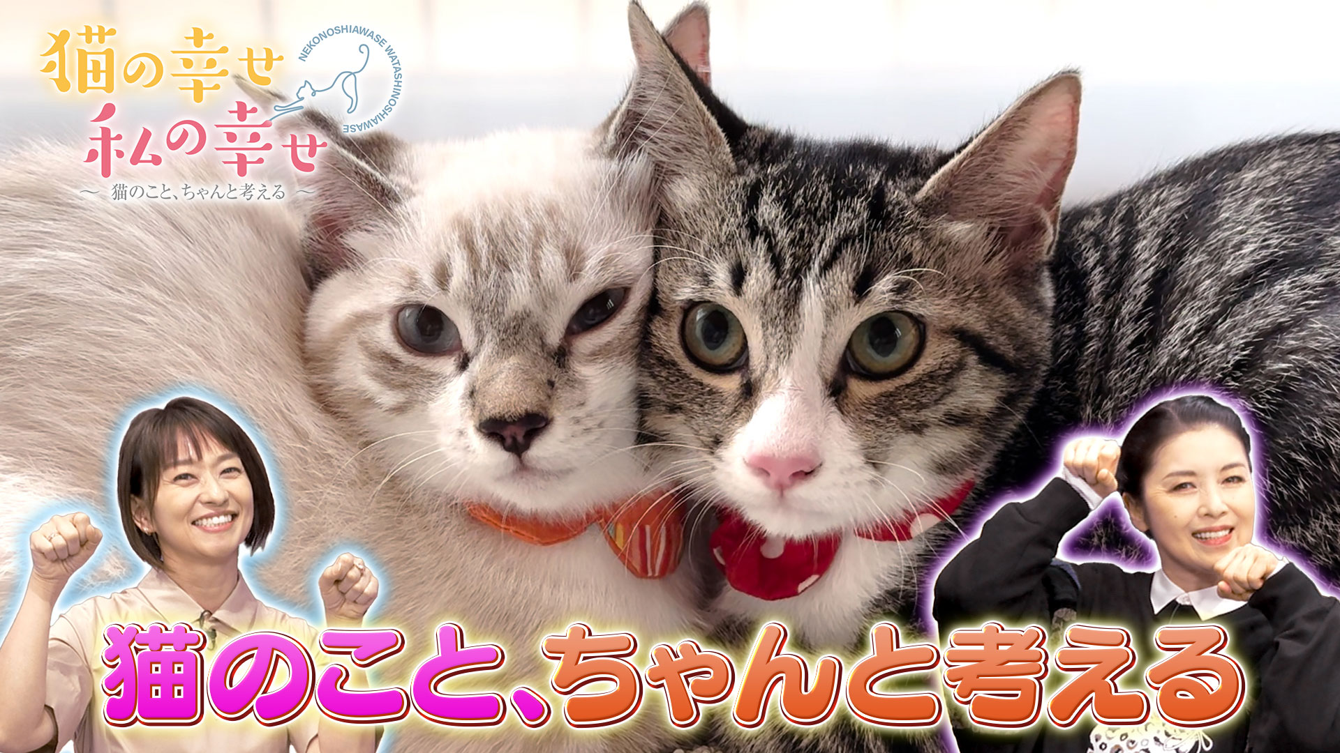 猫の幸せ 私の幸せ| 公式無料動画配信 ネットもテレ東