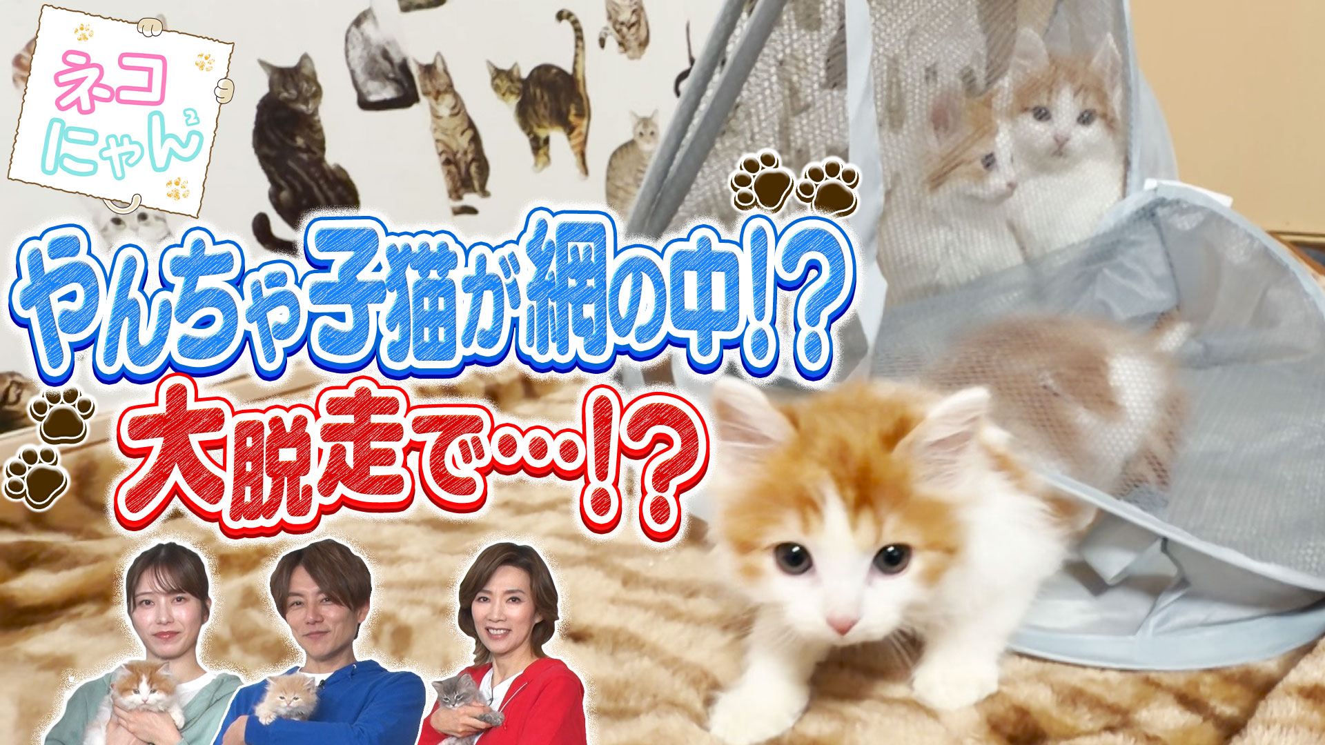 ネコにゃん～子猫はじめて体験物語2025～ | テレ東・BSテレ東 7ch(公式)