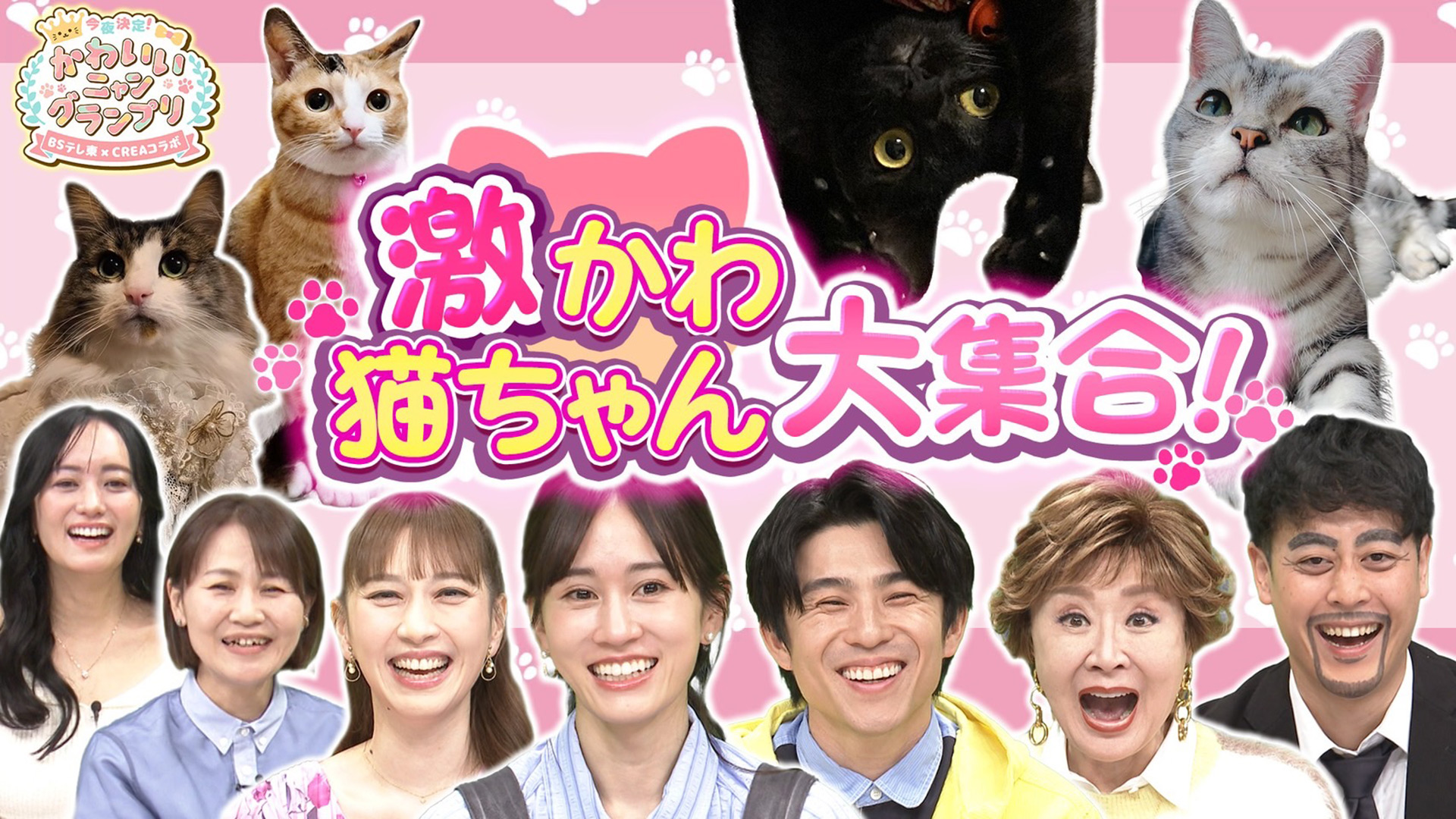 かわいい猫ちゃん集合！鉢にスッポリ、逆さに穴にハマる、お手本のよう