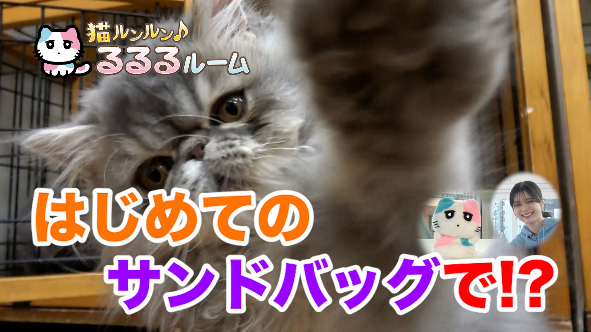 猫ルンルン♪るるるルーム【かわいい子猫大集合！ドキドキはじめて体験