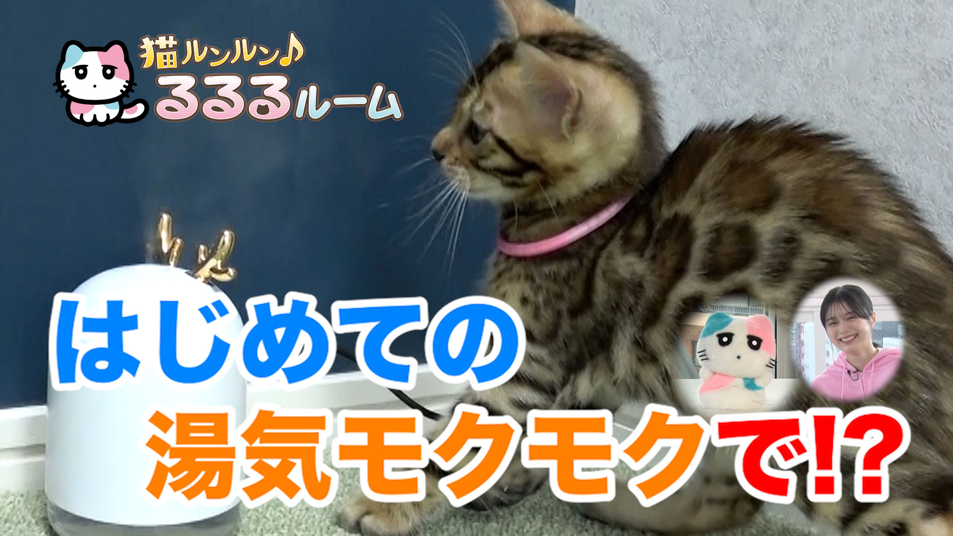 猫ルンルン♪るるるルーム【かわいい子猫大集合！ドキドキはじめて体験