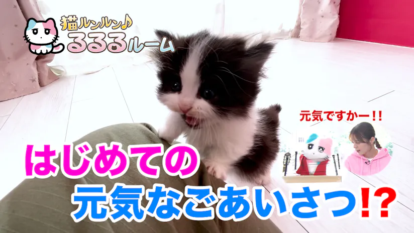 和 るんるん様確認 ピディエンド 