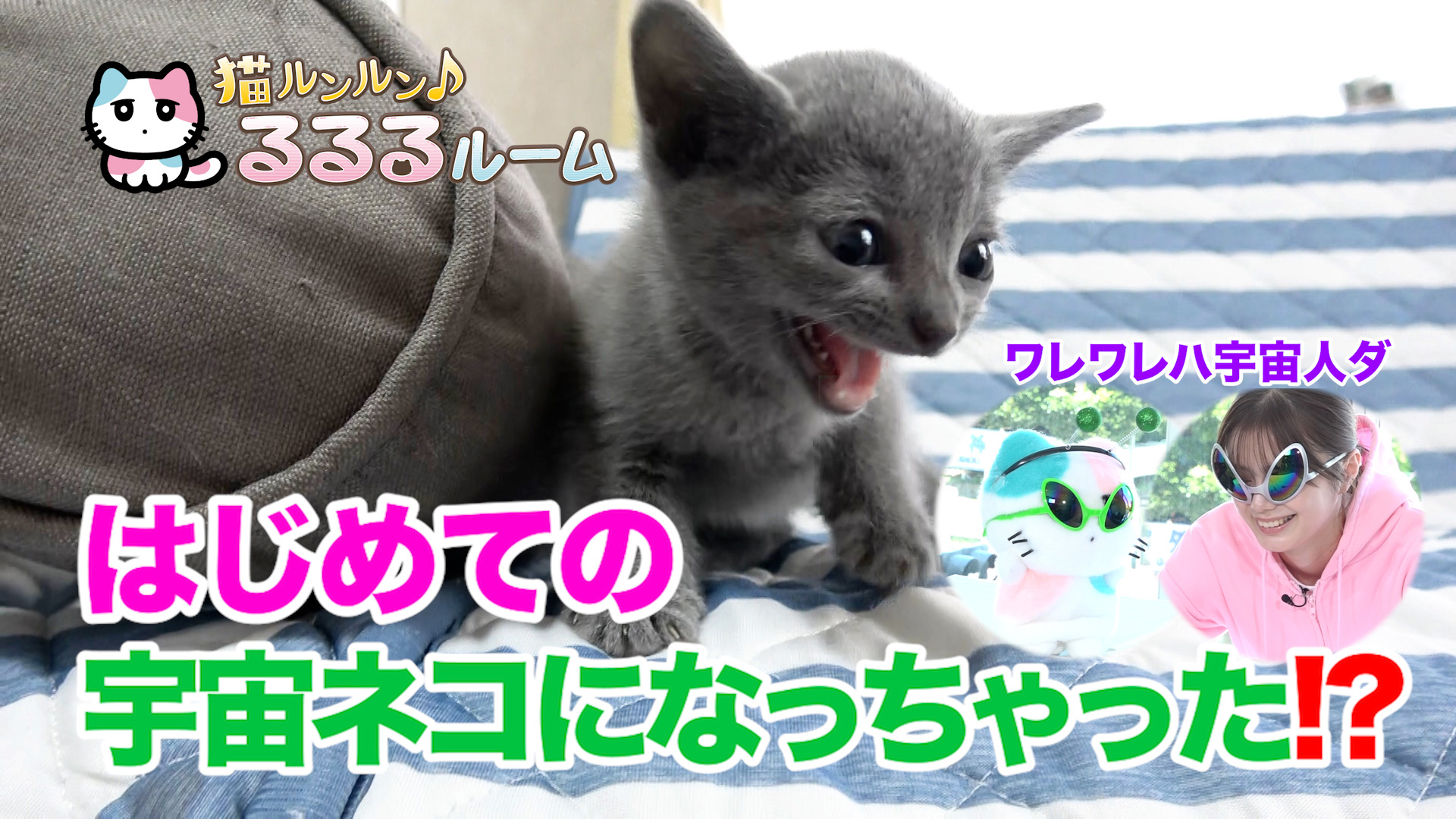 猫ルンルン♪るるるルーム【かわいい子猫大集合！ドキドキはじめて体験に大爆笑】(ＢＳテレ東、2024/4/30 09:51 OA)の番組情報ページ |  テレ東・ＢＳテレ東 7ch(公式)