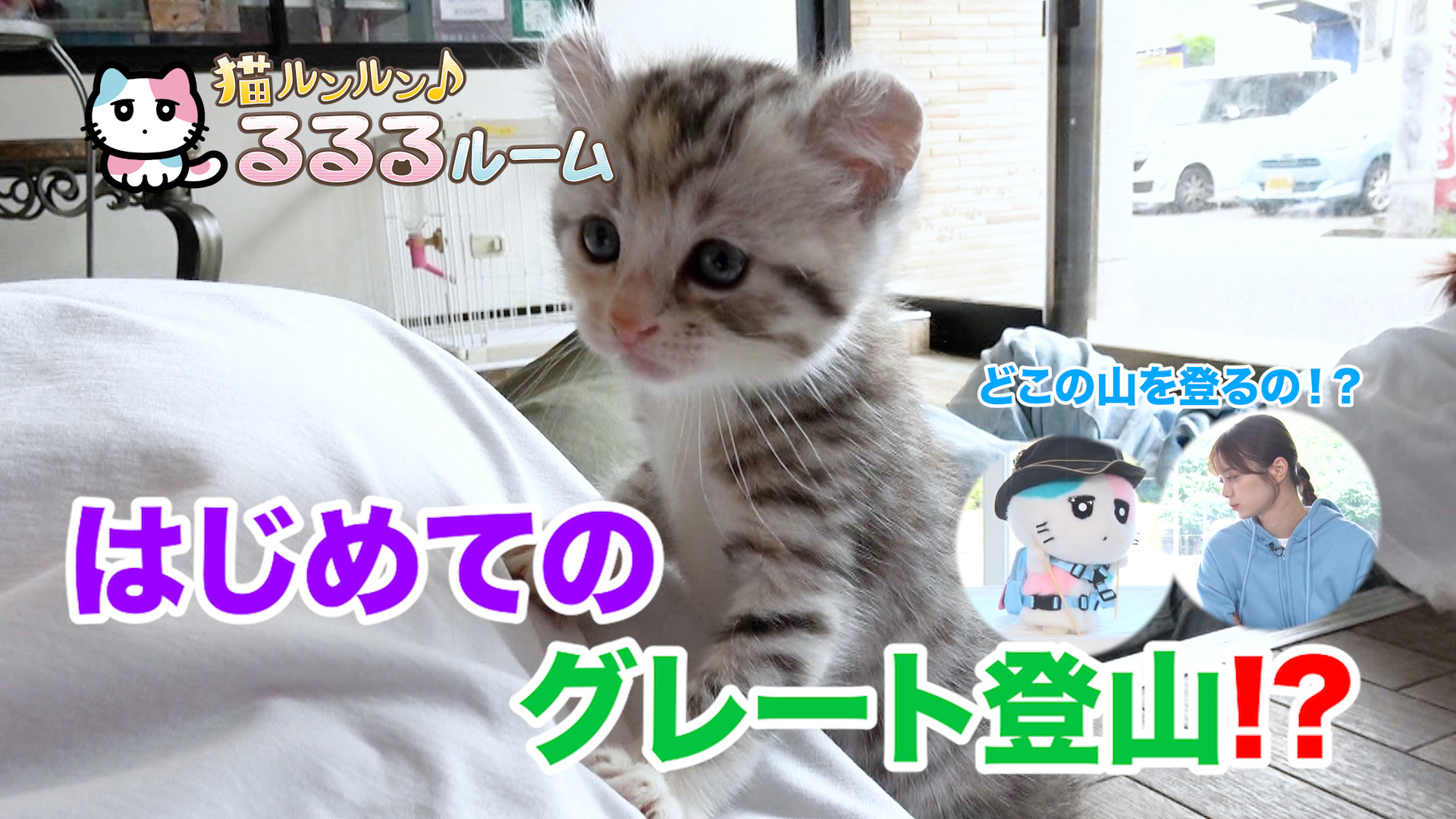 猫ルンルン♪るるるルーム【かわいい子猫大集合！ドキドキはじめて体験に大爆笑】(ＢＳテレ東、2024/2/16 09:51 OA)の番組情報ページ |  テレ東・ＢＳテレ東 7ch(公式)