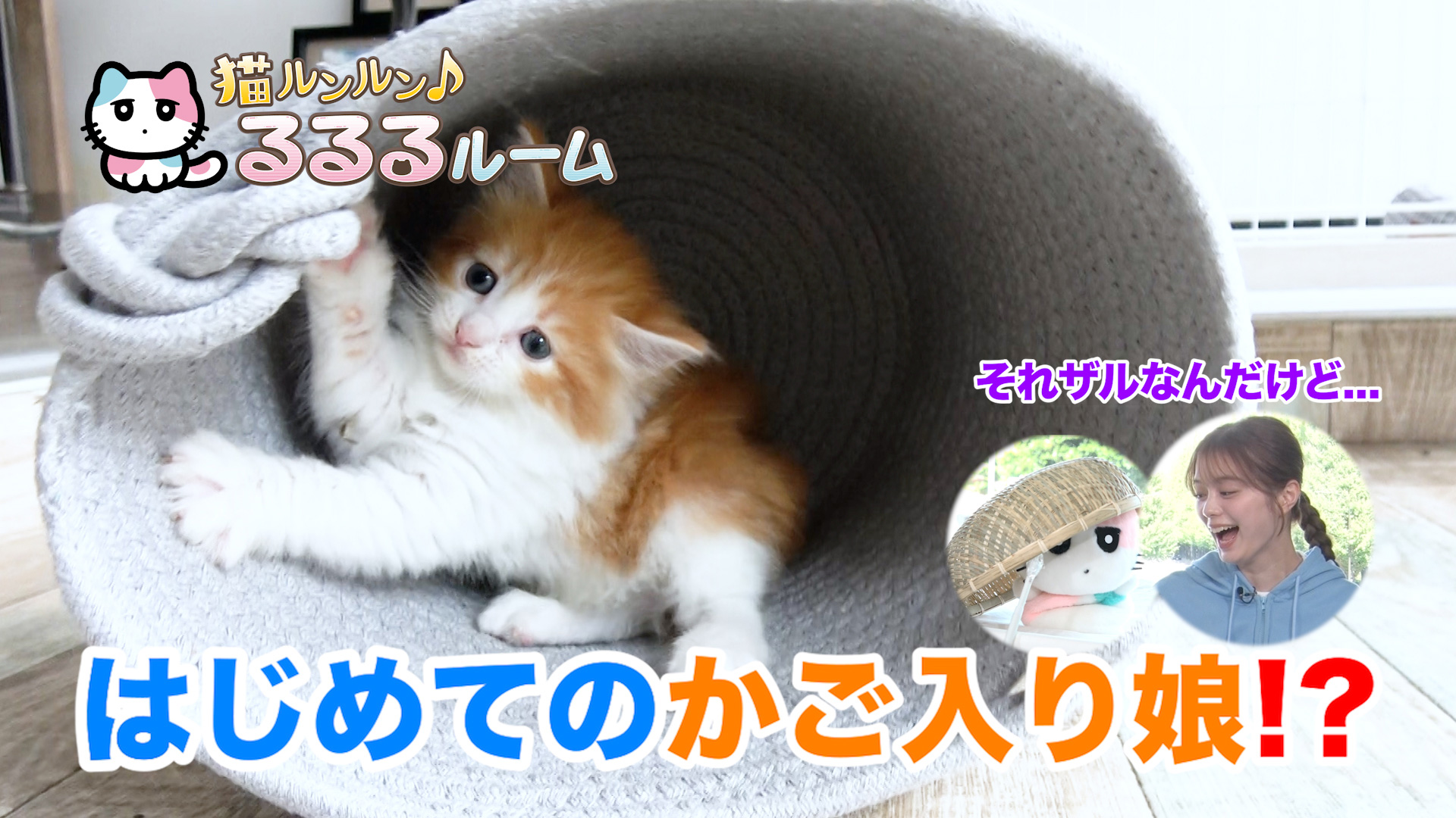 かわいい子猫大集合！ドキドキはじめて体験に大爆笑 - 猫ルンルン♪るるるルーム