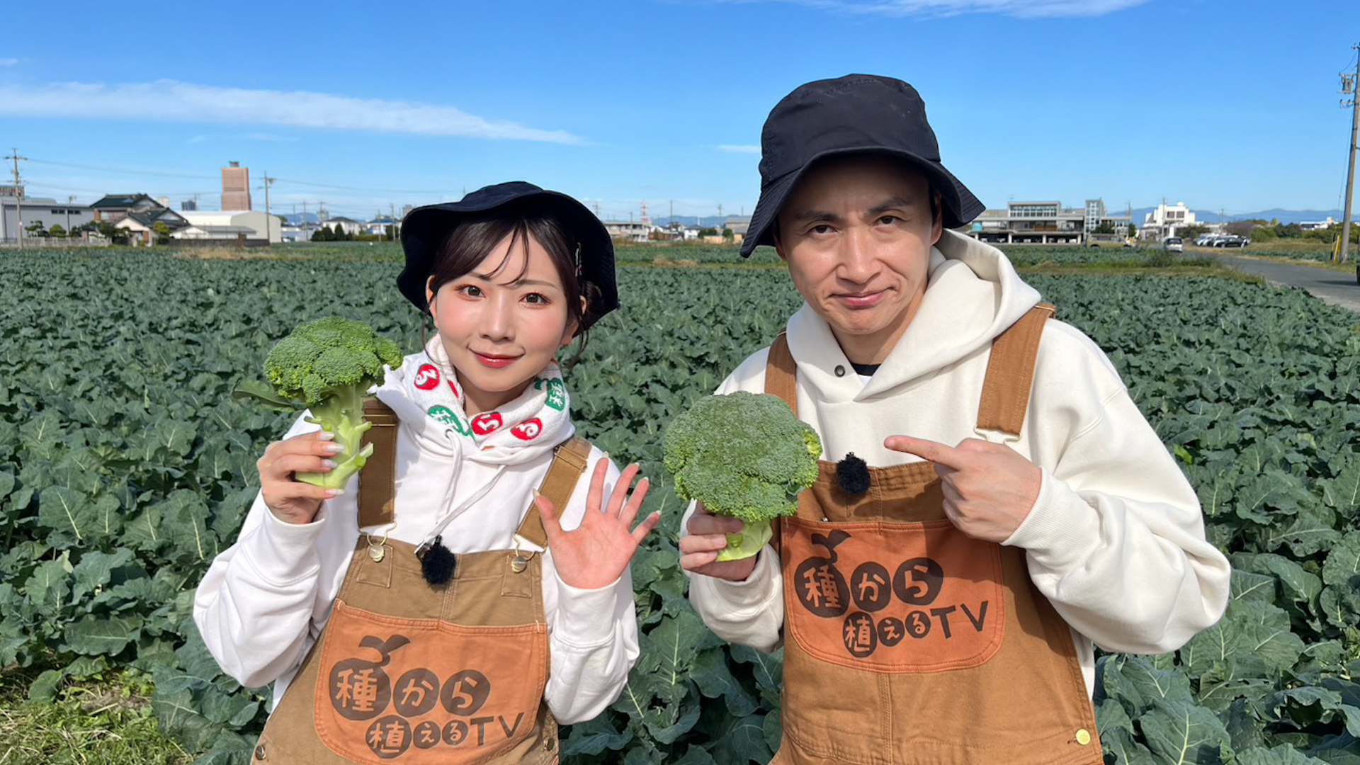 カラジューム　カモフラージュ　抜き苗　第４種発送 カラジューム 4種 抜き苗 第4種郵便発送 カラジューム 抜き苗 第4種