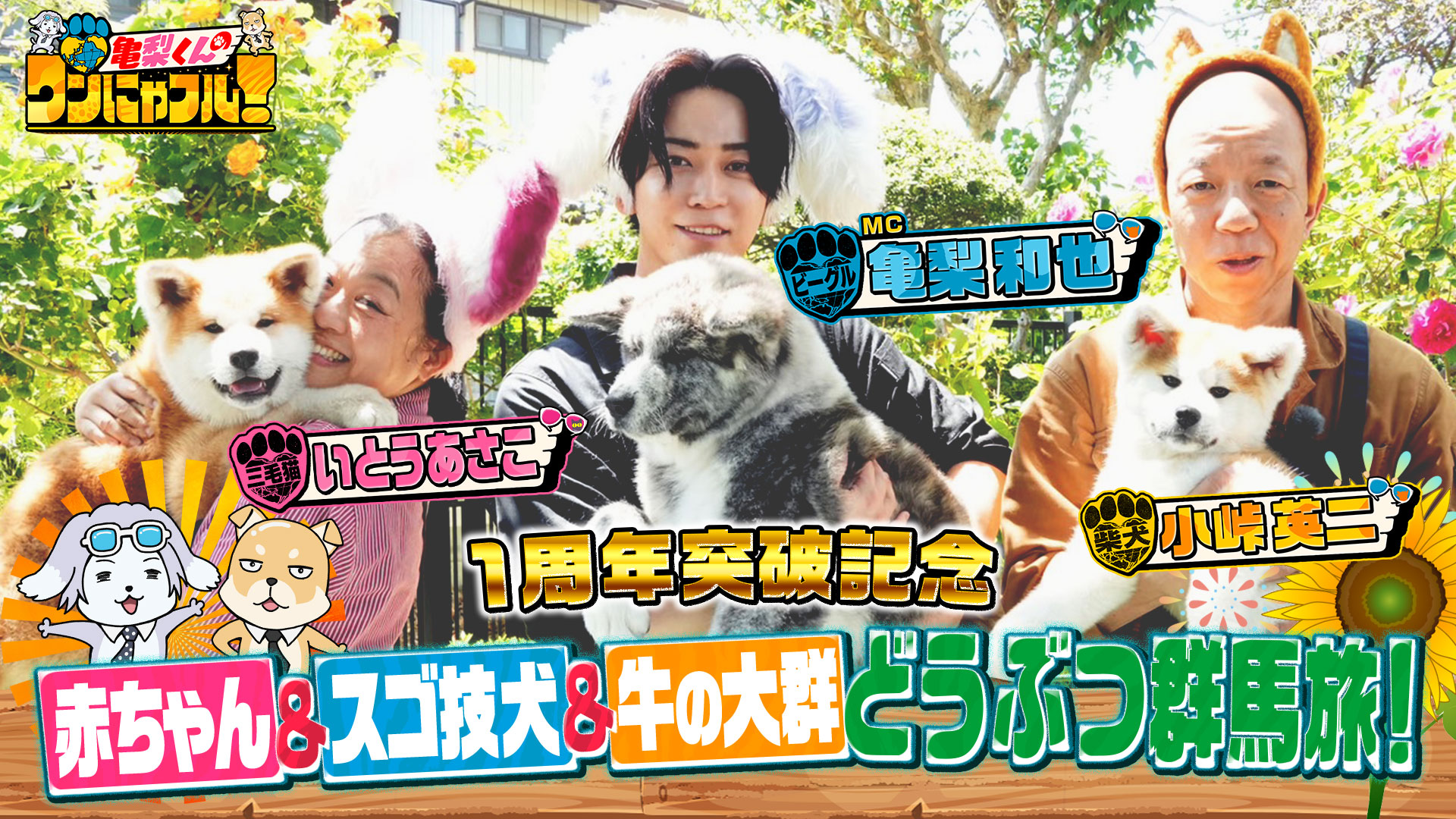激かわ！ワンにゃフル物語☆モフモフ猫祭り！シャーシャー保護猫&63匹