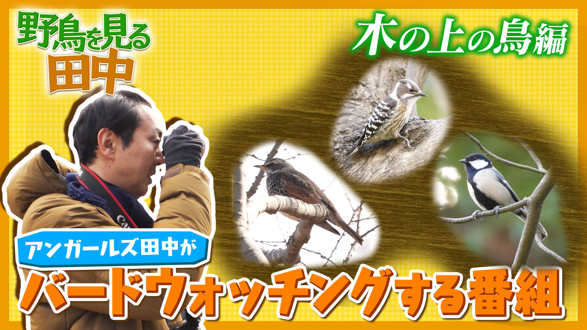 動画】アンガールズ田中卓志がバードウォッチングする番組～木の上編